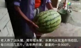 网络吃瓜视频,揭秘娱乐圈幕后故事