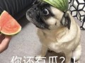 吃瓜表情包,揭秘网络时代的幽默密码